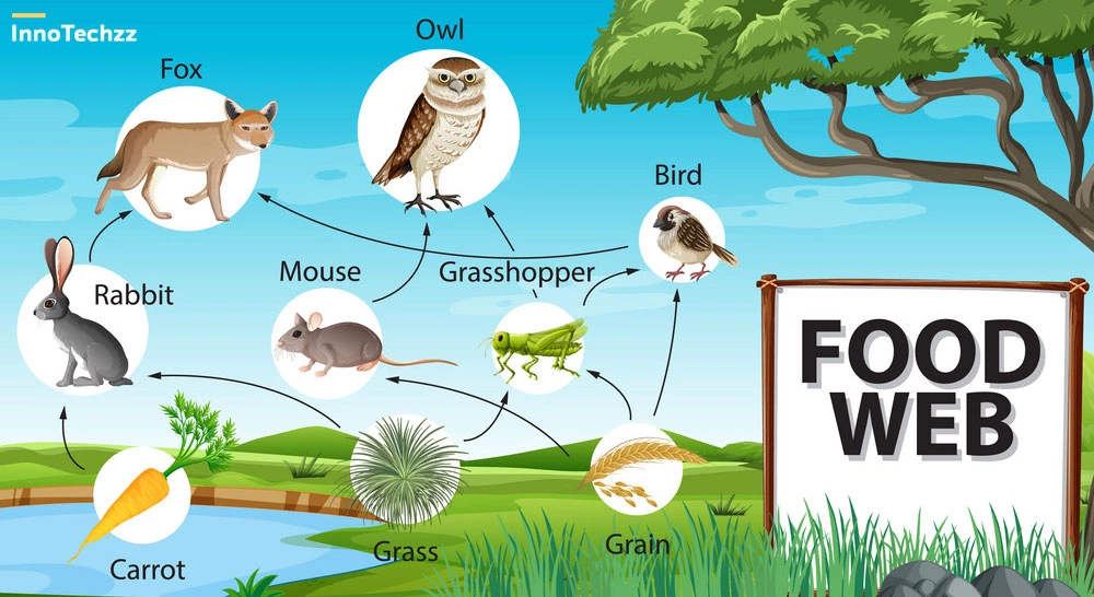 Food web